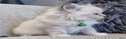 Ragdoll cats for sale:   Ragdoll kittens - Advert 2