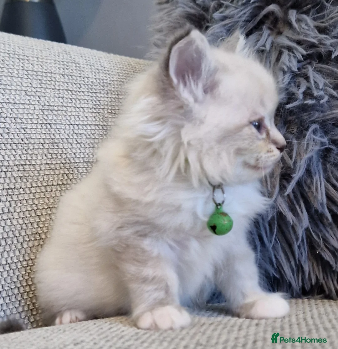 Ragdoll cats for sale:   Ragdoll kittens - Advert 2