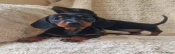Miniature Dachshund dogs for sale: Champion UK & RUSSIAN Mini Smooth Dachshund  - Advert 10