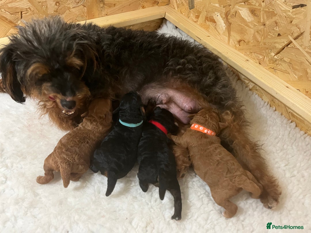 Toy Poodle dogs for stud: Quinn Red & white Toy Poodle for Stud ONLY. in Northampton - Advert 24