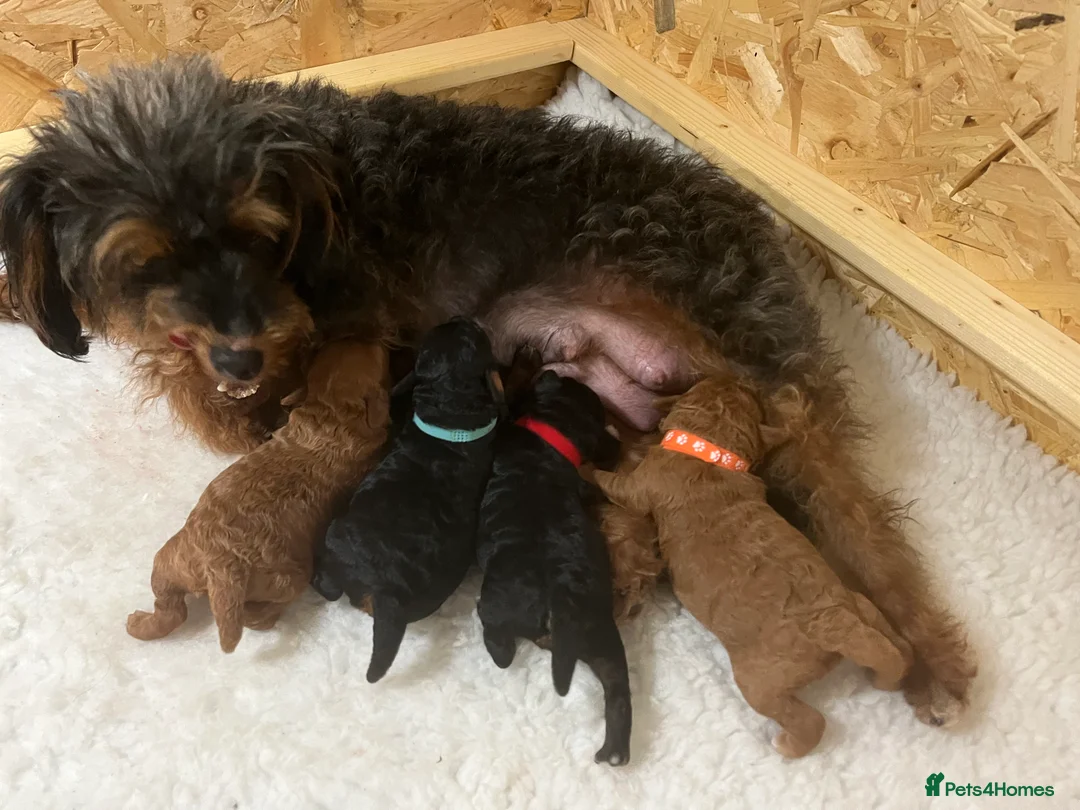 Toy Poodle dogs for stud: Quinn Red & white Toy Poodle for Stud ONLY. in Northampton - Advert 24