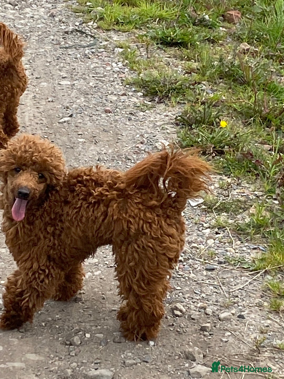 Toy Poodle dogs for stud: FULLY health tested and KC Reg STUD in Bacup - Advert 6