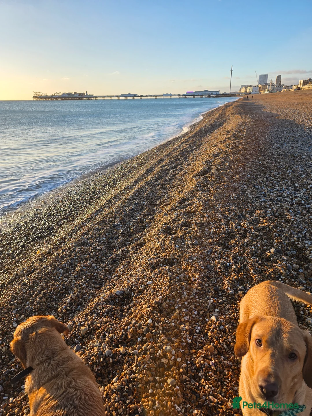 Labrador Retriever dogs for sale: KC registered male labrador to rehome - Advert 2