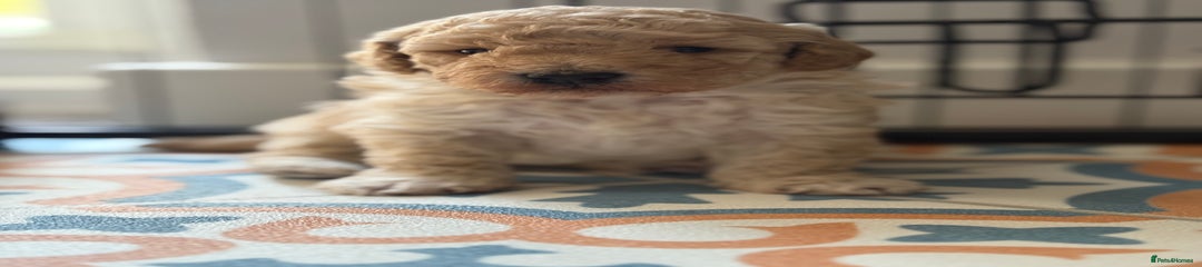 Jackapoo Puppy 1