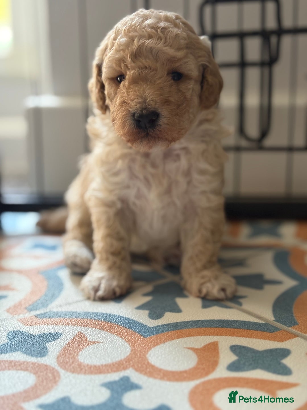 Jackapoo dogs for sale: Beautiful female jackapoo puppies - Image 1