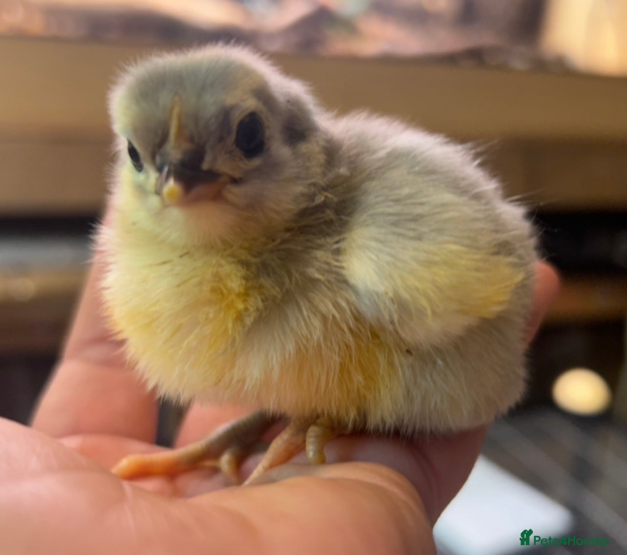 Chickens poultry Orpington Chicks and hatching eggs available  - Advert 1