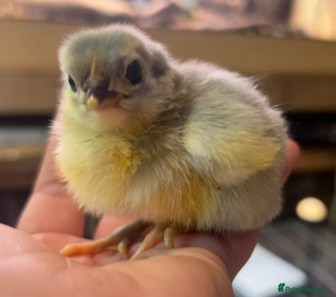 Chickens poultry for sale: Orpington Chicks and hatching eggs available  - Advert 1