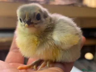 Chickens poultry Orpington Chicks and hatching eggs available - Advert 1