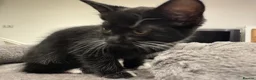 British Shorthair cats for sale: Adorable bland and grey kittens in Glasgow - Advert 11