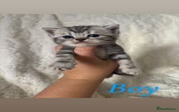 British Shorthair cats for sale: British shorthair kittens - Image 6