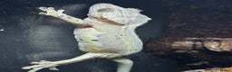 Gecko reptiles for sale: Lily white crested gecko (also have frog for sale) - Advert 2