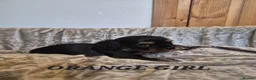 Cavalier King Charles Spaniel dogs for sale: 5 cavalier King Charles spaniels  in Welwyn Garden City - Advert 9