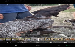 German Shorthaired Pointer dogs for sale: German Shorthair Pointer - Image 10