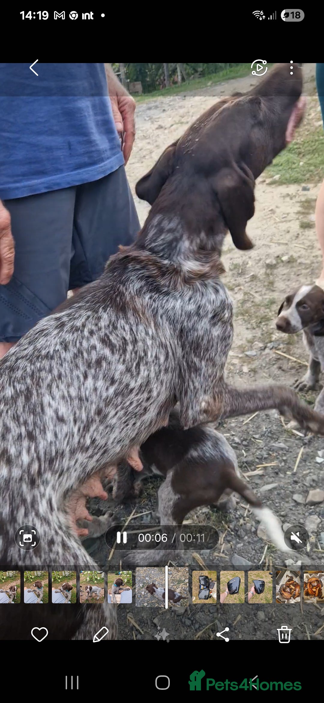 German Shorthaired Pointer dogs for sale: German Shorthair Pointer - Image 10