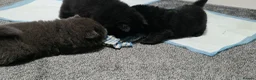 Chow Chow dogs for sale: Only 3 avalable (5 generation Chow chow) puppys - Advert 6