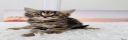 Mixed Breed cats for sale: kittens ready to go - Advert 6