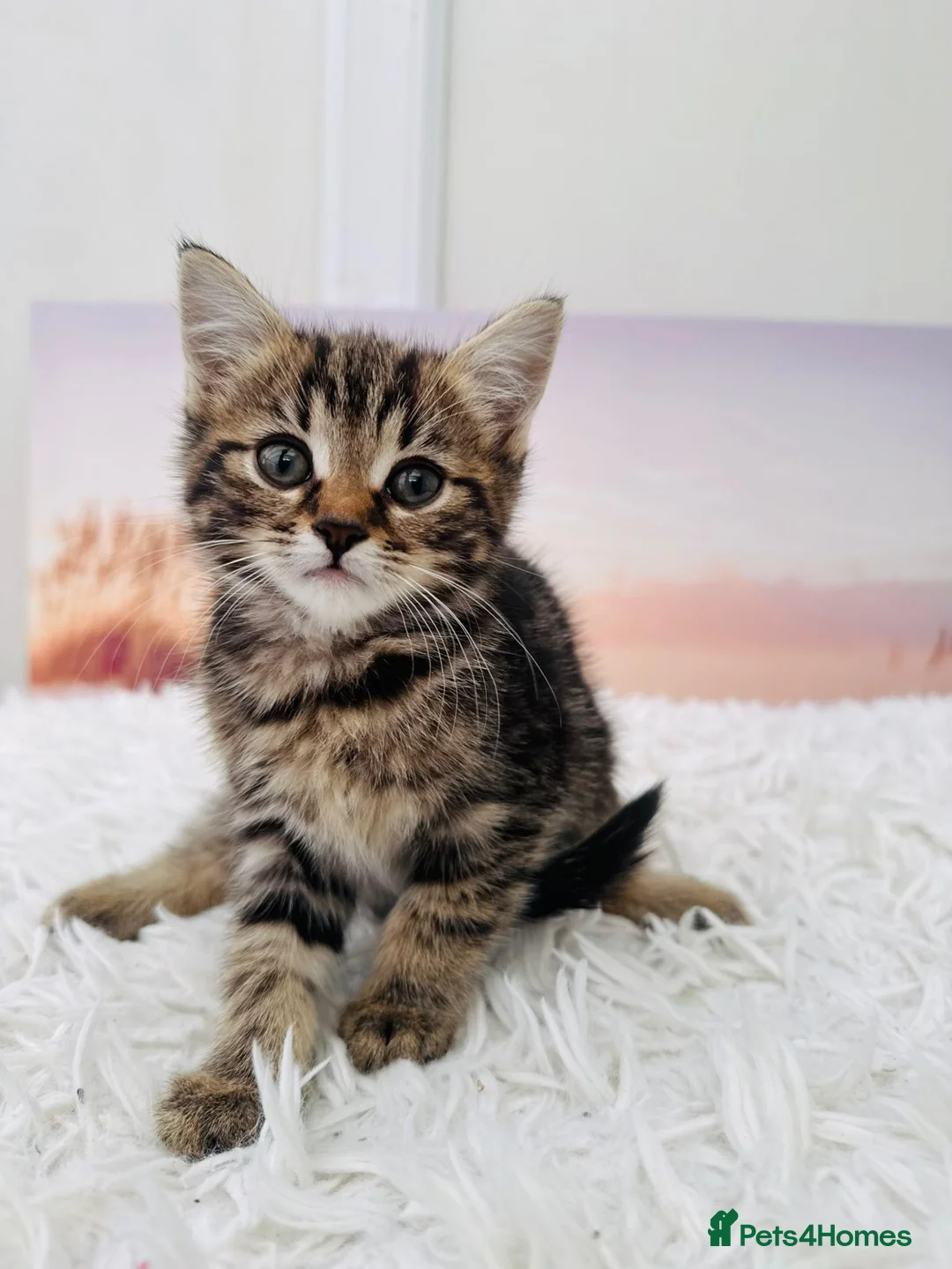 Mixed Breed cats for sale: kittens ready to go - Advert 6