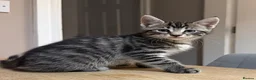 Maine Coon cats for sale: Maine Coon x Silver Tabby British Short hair - Advert 17