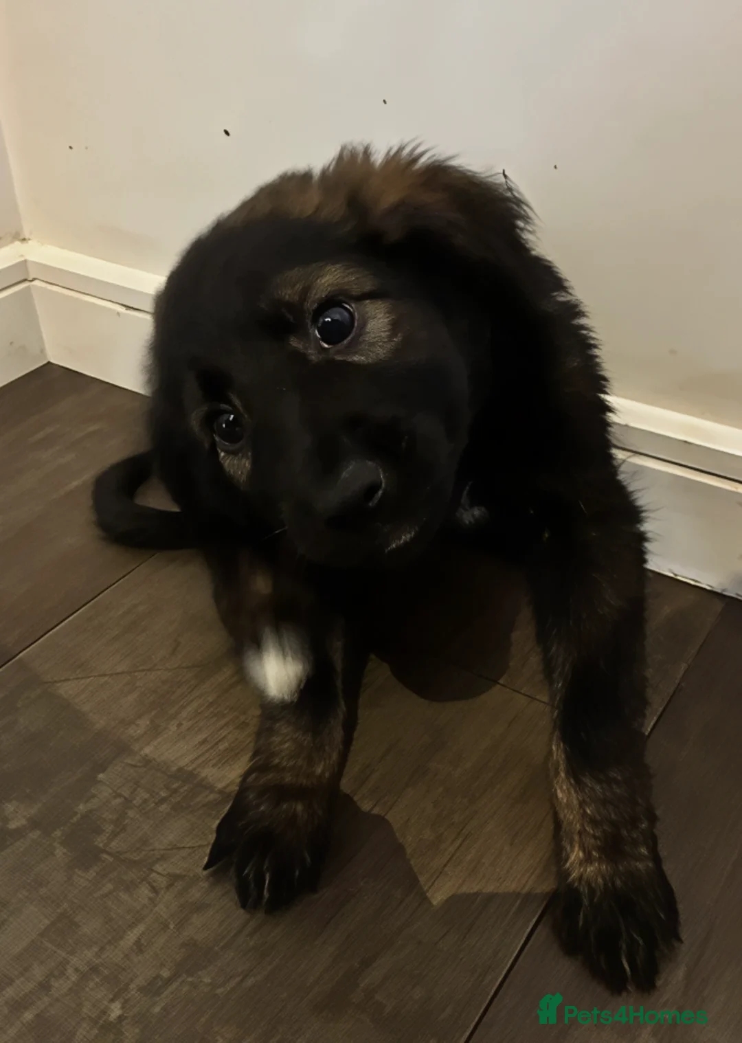 Mixed Breed dogs for sale: Puppies German Shepherd x Saluko x Dutch Harder - Advert 9