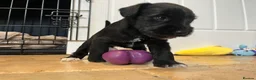 Miniature Schnauzer dogs for sale: KC Pedigree Miniature Schnauzer Pups *READY TO GO* - Advert 37