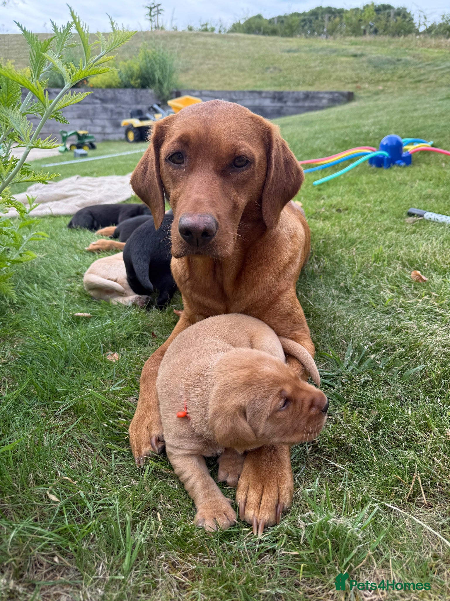 Labrador Retriever dogs Stunning Labrador Puppies  - Advert 2