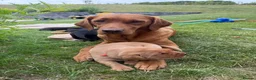 Labrador Retriever dogs for sale: Stunning Labrador Puppies  in Warminster - Advert 2