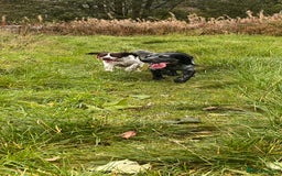 Cocker Spaniel dogs for stud: Stud Stanley  - Advert 4