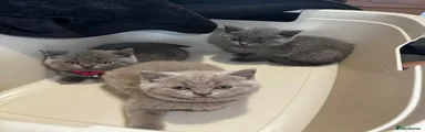 British Shorthair blue girl pink collar