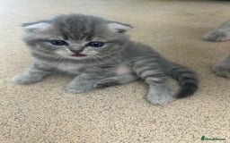 Scottish Fold cats for sale: Scottish fold kittens ready for reservation. - Image 20