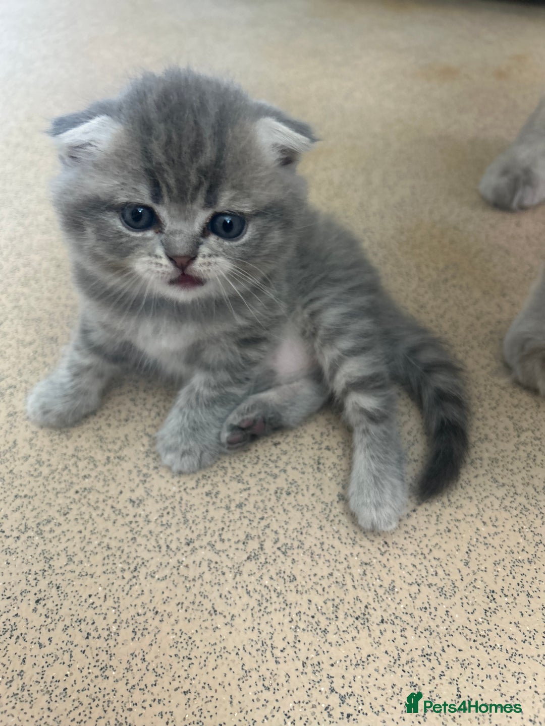 Scottish Fold cats for sale: Scottish fold kittens ready for reservation. - Image 20