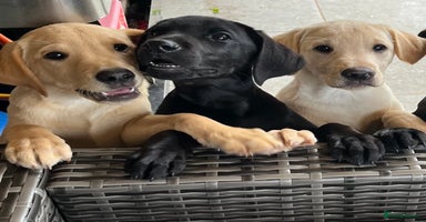 Labrador Retriever dogs - Advert 5