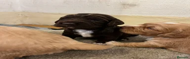 Cocker Spaniel 6