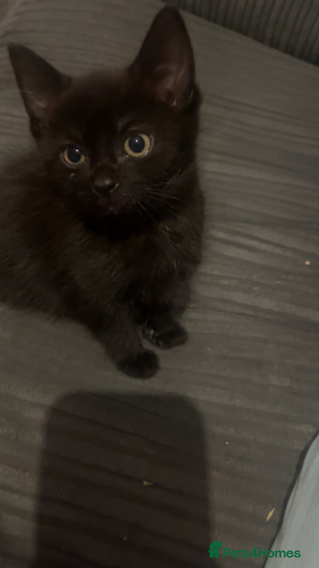 Bombay cats for sale: £50’Half Bombay kitten- 9/10 week-Female - Image 4