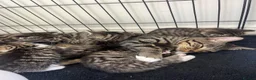 Mixed Breed cats for sale: Beautiful, friendly tabby kittens  - Advert 10