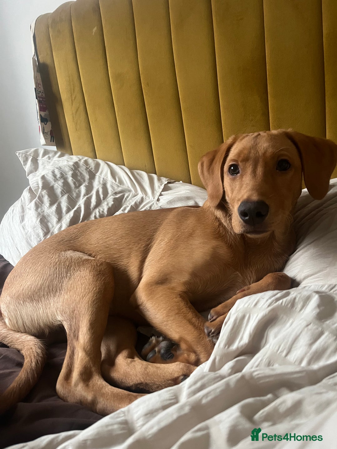 Labrador Retriever dogs for sale: Hunter , fox red Labrador  - Advert 1