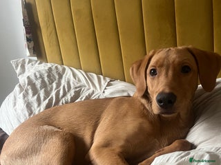 Labrador Retriever dogs Hunter , fox red Labrador - Advert 1