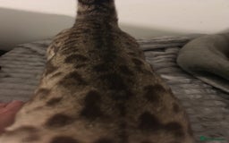 Bengal cats for sale: £100 if collected today MELANISTIC  - Image 5
