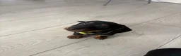 Miniature Dachshund dogs for sale: Beautiful miniature dachshund puppies  - Advert 6