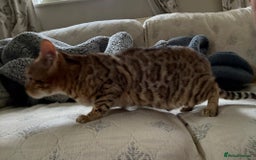 Bengal cats for sale: Bengal female  - Image 3