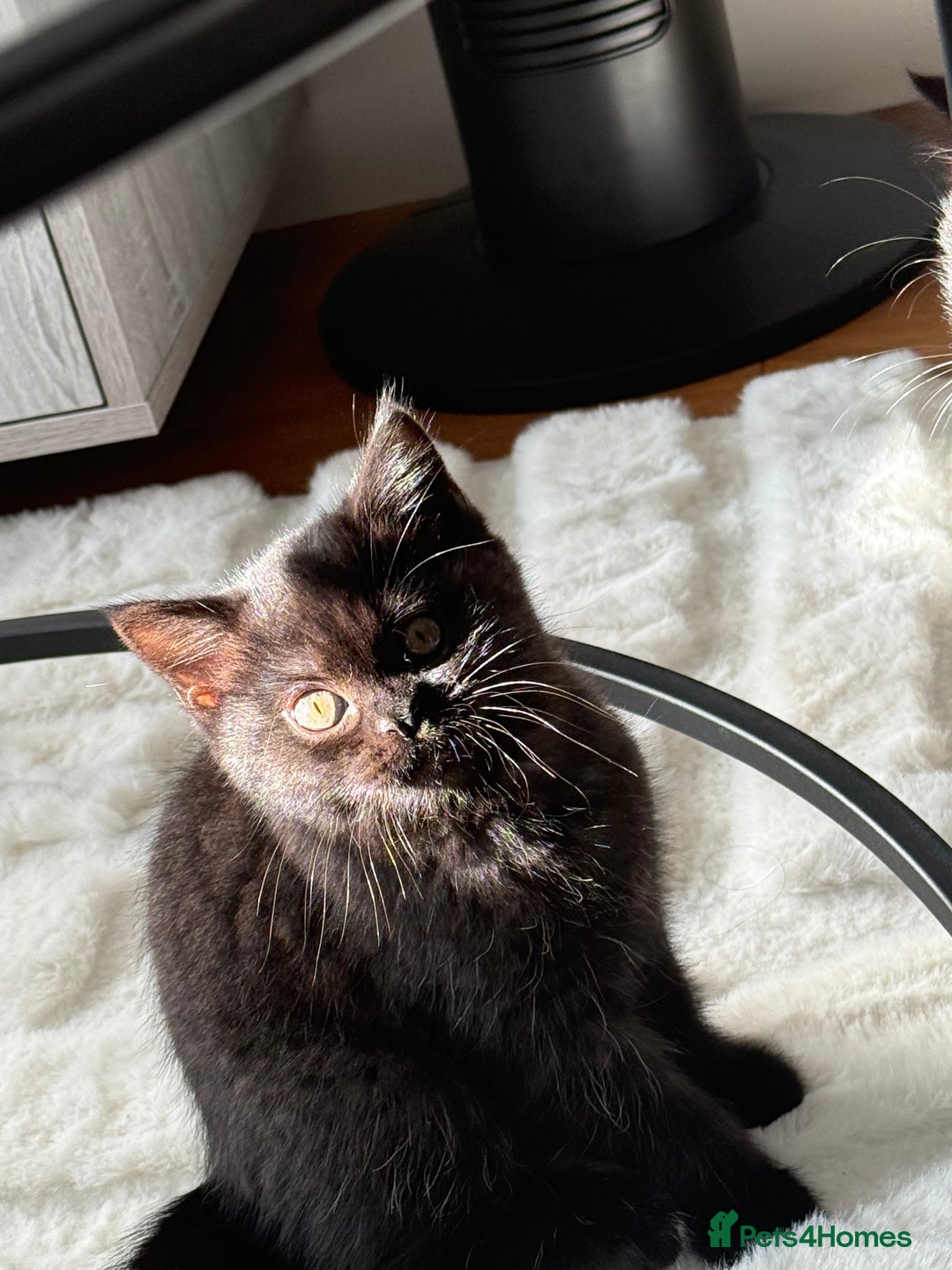 British Shorthair cats for sale: Fluffy Chocolate British Shorthair Kittens 🐾 - Image 31