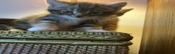 Mixed Breed cats for sale: Beautiful tabby kittens - Advert 4