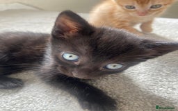 British Shorthair cats for sale: 4 Gorgeous kittens - Image 1