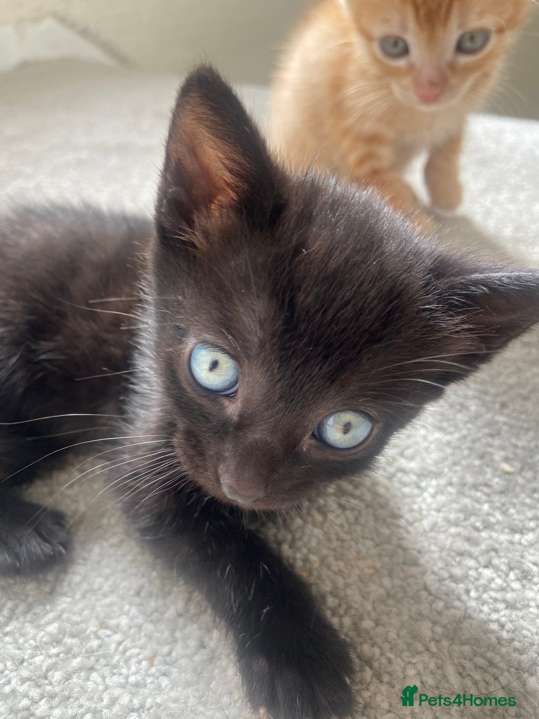 British Shorthair cats for sale: 4 Gorgeous kittens - Image 1