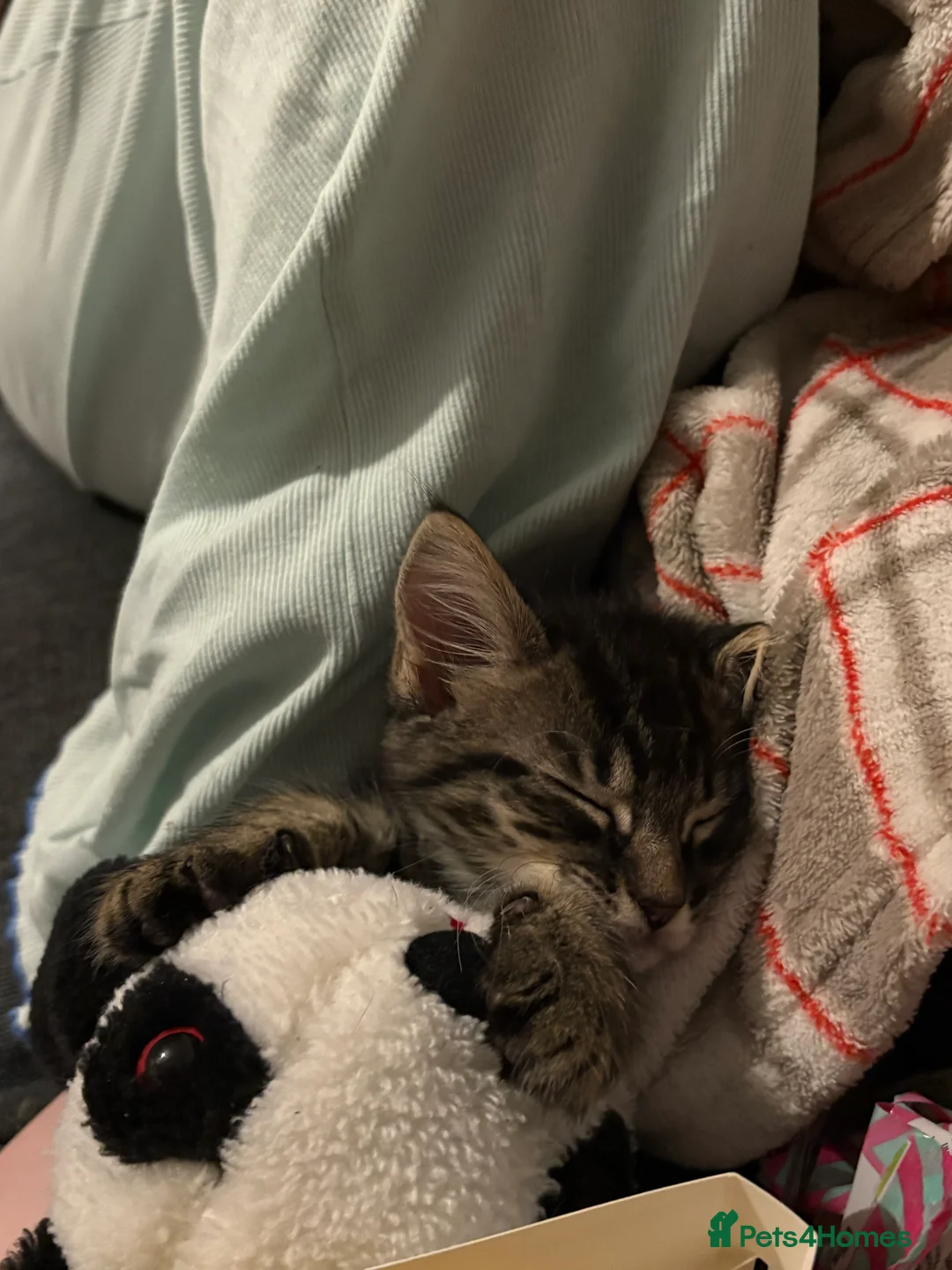 Mixed Breed cats for sale: 4 Beautiful, healthy kittens in Southend-on-Sea - Advert 12