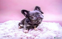 French Bulldog dogs for sale: Adult female fluffy Frenchie  - Image 1