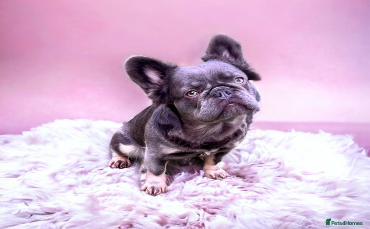 French Bulldog dogs - Advert 6