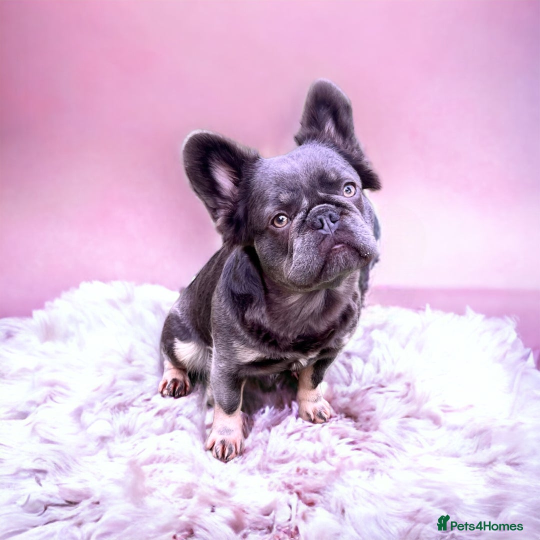 French Bulldog dogs for sale: Adult female fluffy Frenchie  - Image 1