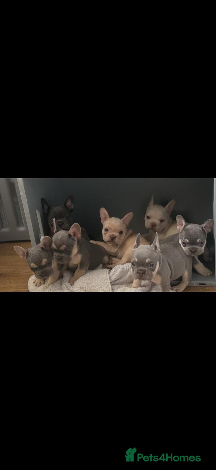 French Bulldog dogs Beautiful KC registered french bulldogs  - Advert 1
