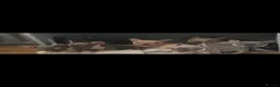 French Bulldog dogs for sale: Beautiful KC registered french bulldogs  - Advert 2