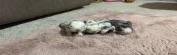 Lionhead rabbits for sale: Four Lionhead Babies - Advert 2